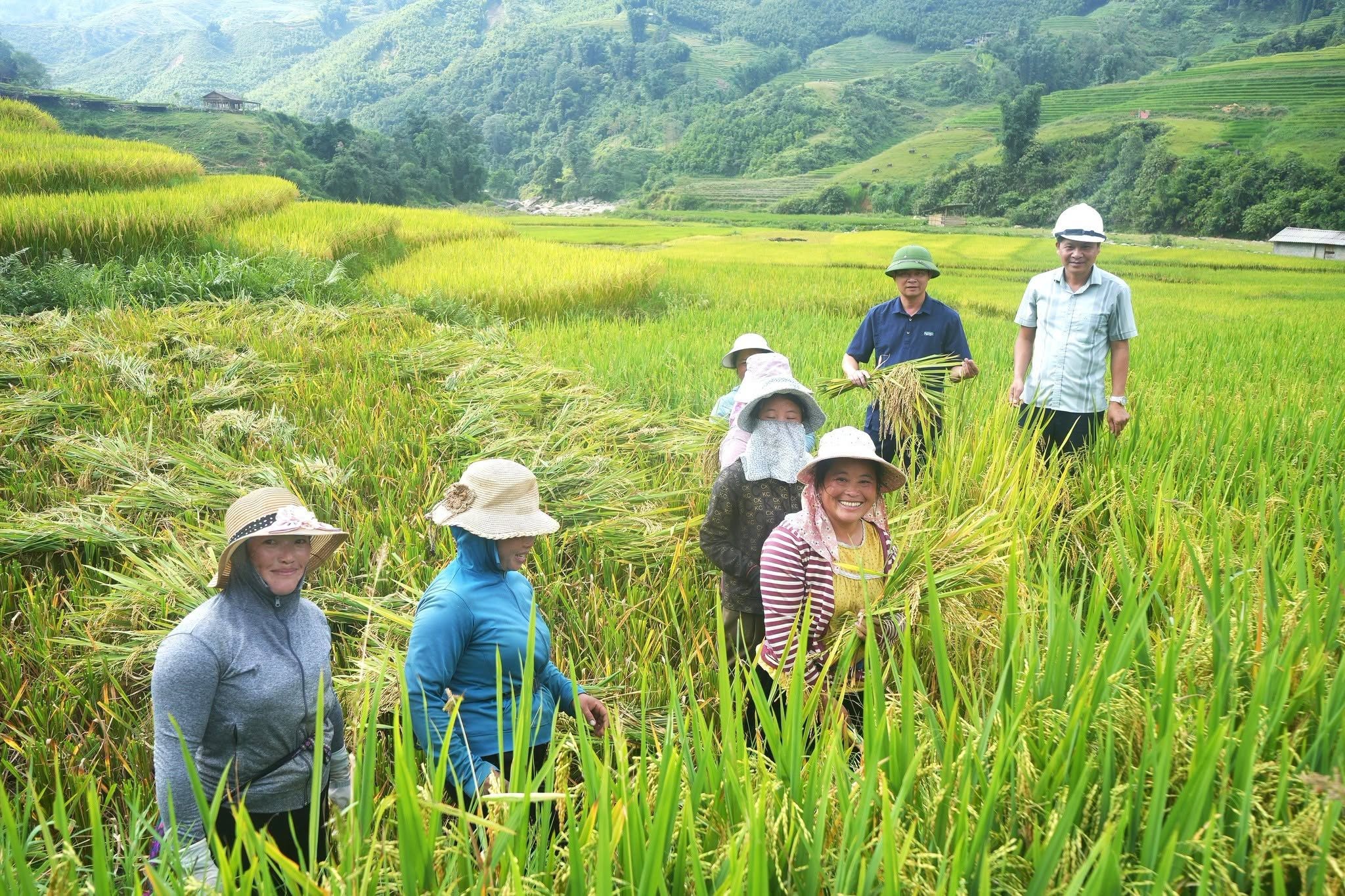 Mùa lúa chín Sa Pa: ngắm vàng trên ruộng, bay trên trời, nhâm nhi cà phê