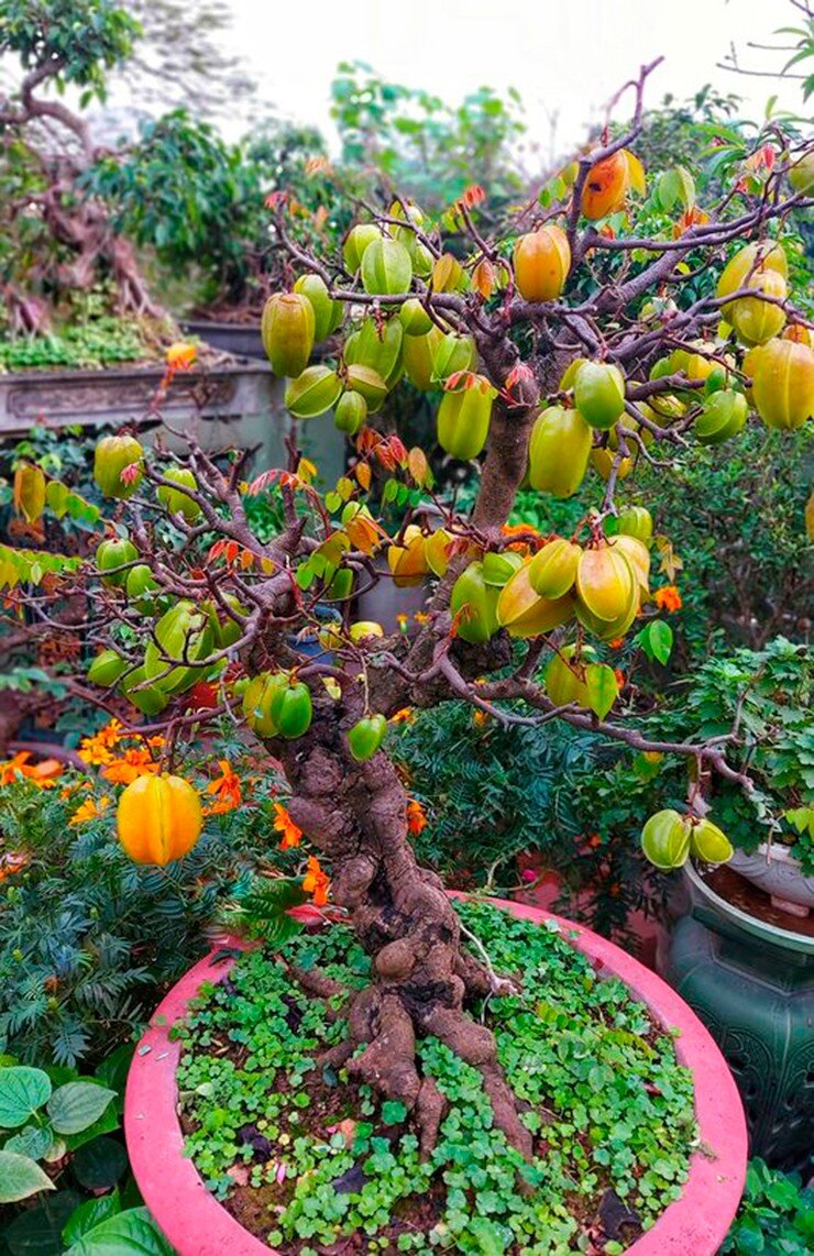 Cây ăn quả bonsai: Tác phẩm phong thủy sang trọng cho phòng khách hiện đại