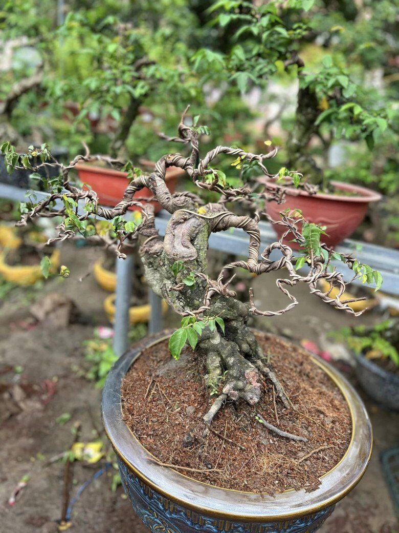 Cây ăn quả bonsai: Tác phẩm phong thủy sang trọng cho phòng khách hiện đại