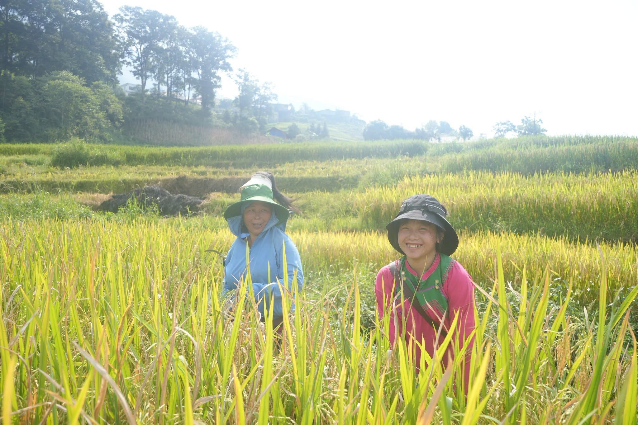 Mùa lúa chín Sa Pa: ngắm vàng trên ruộng, bay trên trời, nhâm nhi cà phê