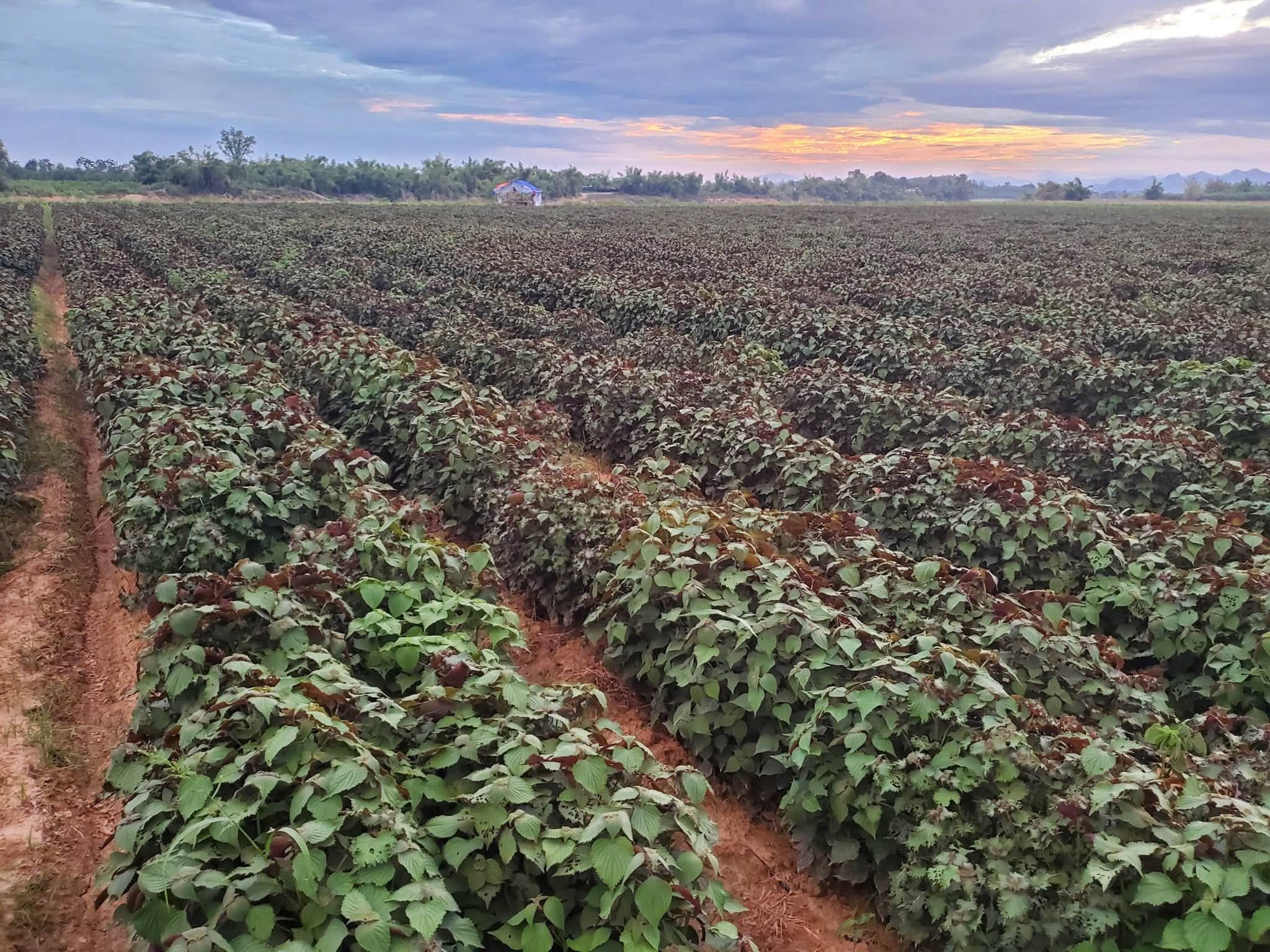 Từ hoa màu sang dược liệu: Con đường tinh dầu đổi đời nông thôn Nghệ An