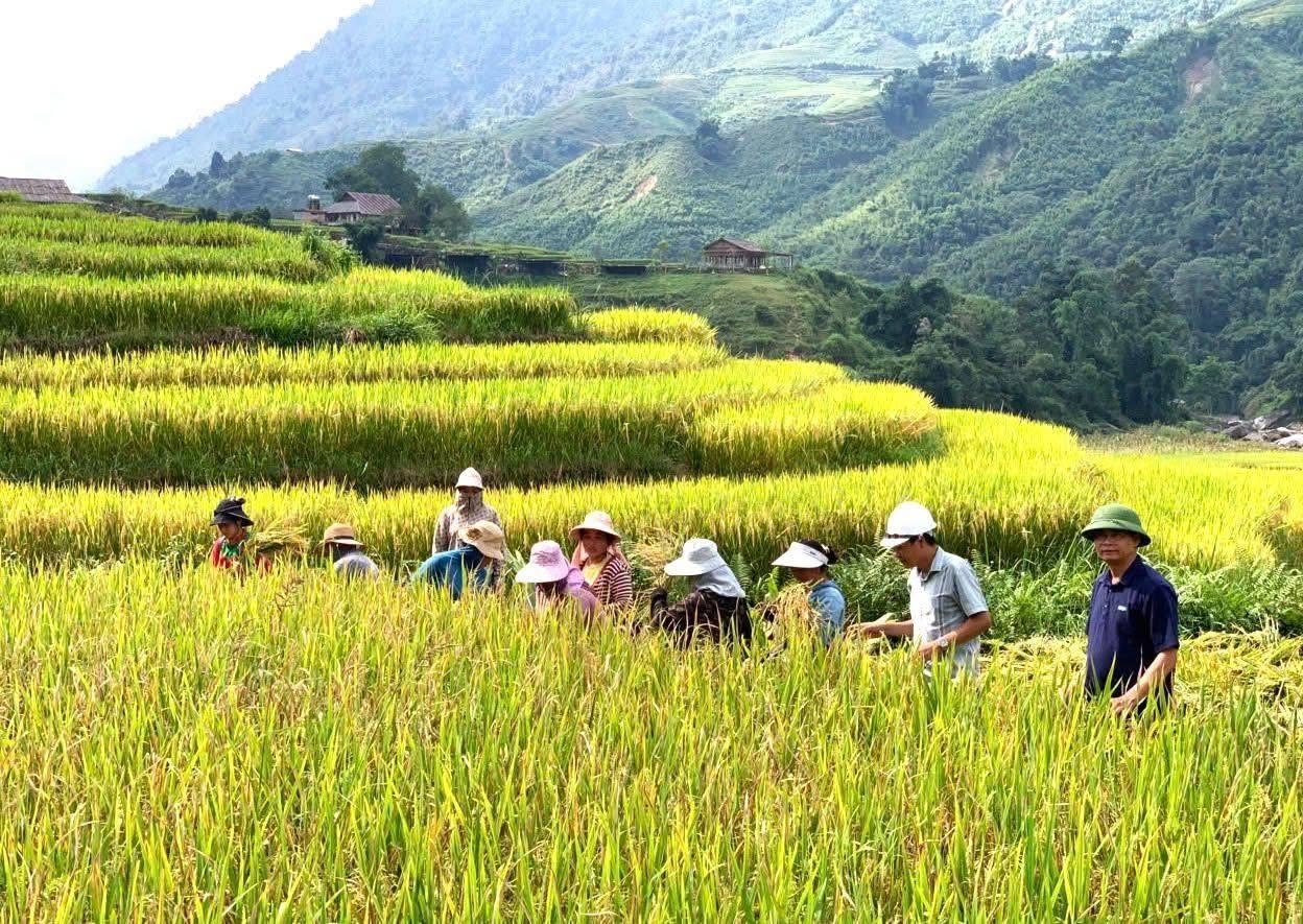 Mùa lúa chín Sa Pa: ngắm vàng trên ruộng, bay trên trời, nhâm nhi cà phê