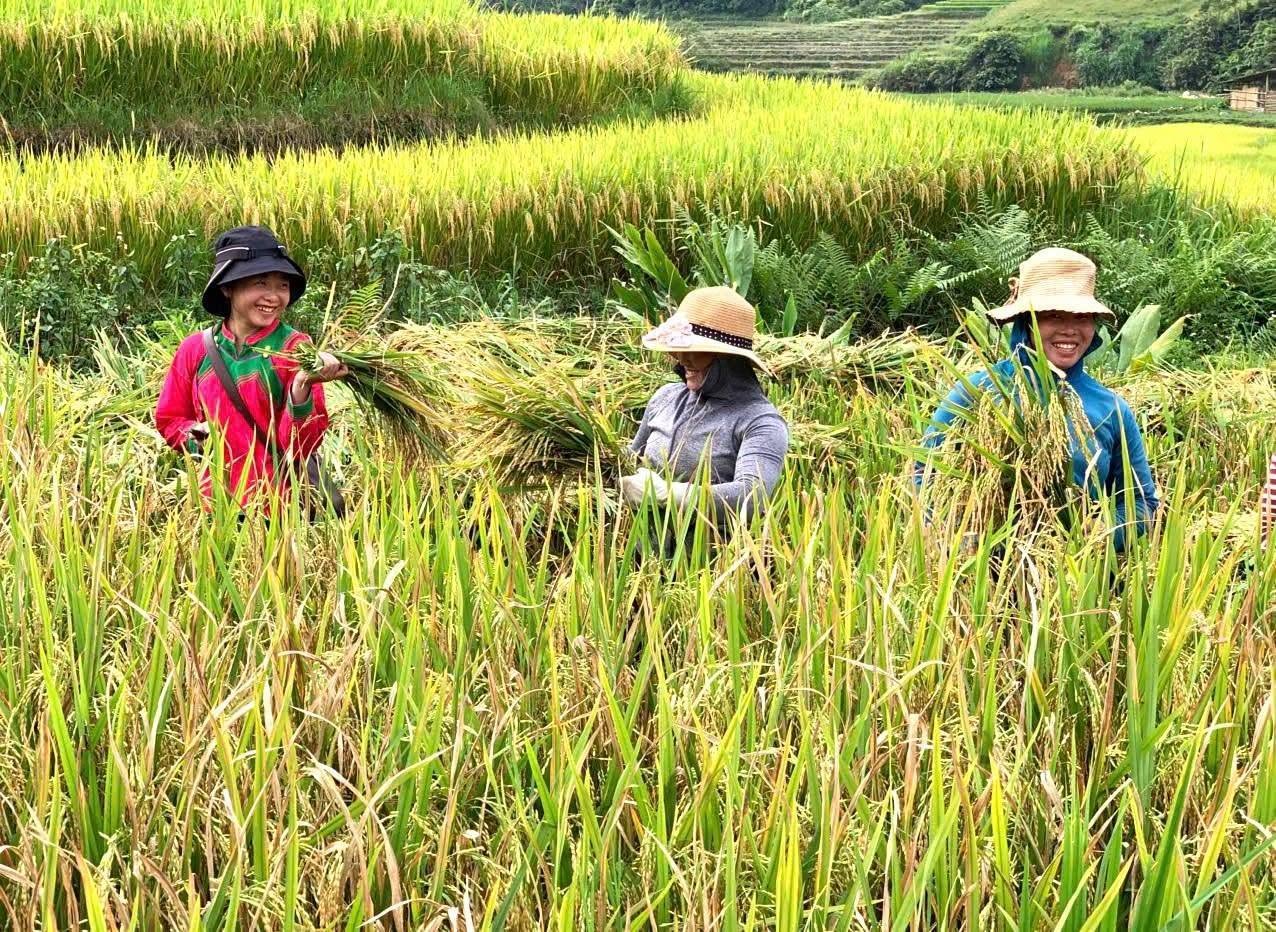 Mùa lúa chín Sa Pa: ngắm vàng trên ruộng, bay trên trời, nhâm nhi cà phê