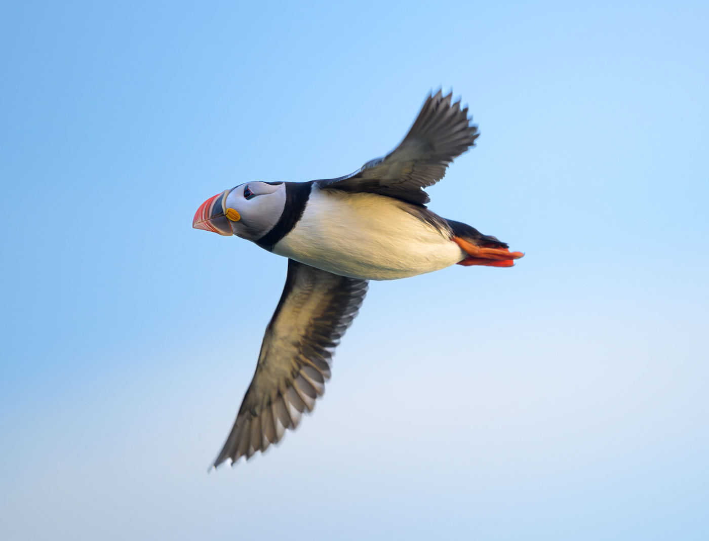 Used Nikon 500mm f/4G vs Z 180-600mm: Best Wildlife Value