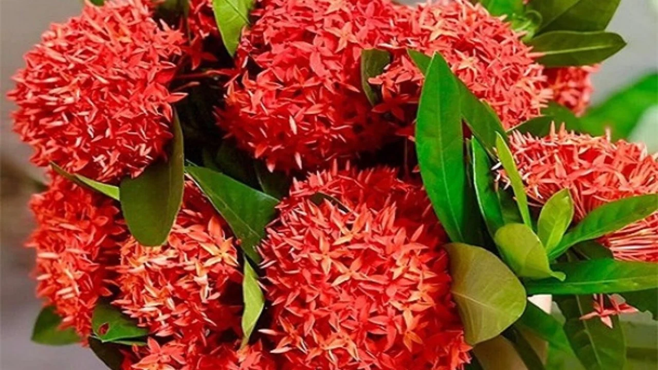 Tại sao phong thủy ưa cây lá to tròn hơn lá nhỏ nhọn