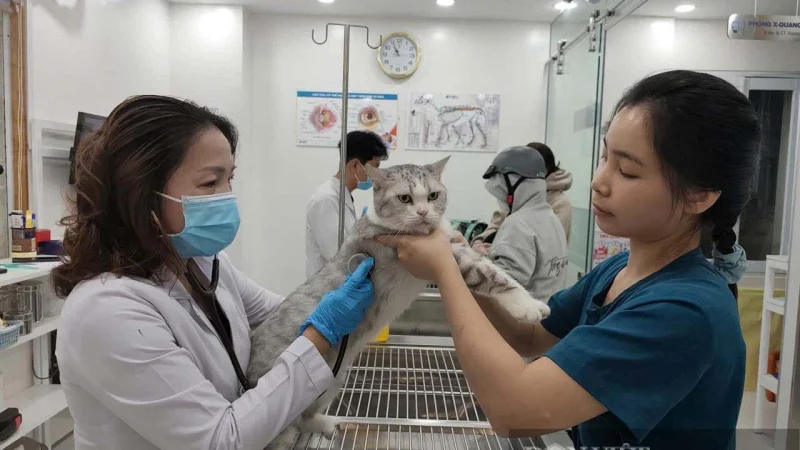 Gen Z đang định hình lại thị trường thú cưng Việt Nam