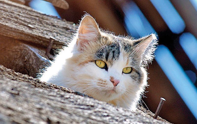 Why Stray Cats Have Clipped Ears—and Why It Matters
