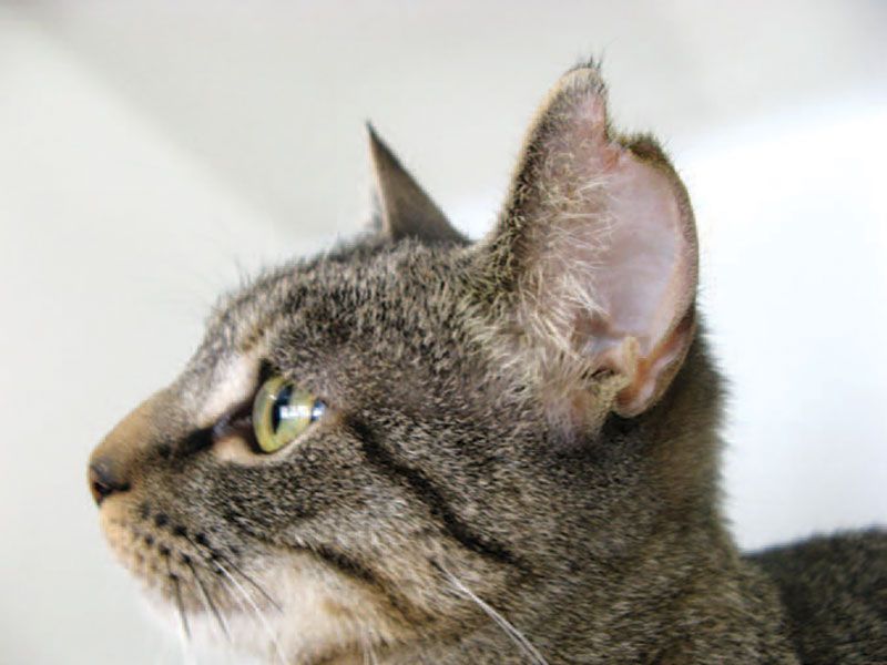 Why Stray Cats Have Clipped Ears—and Why It Matters