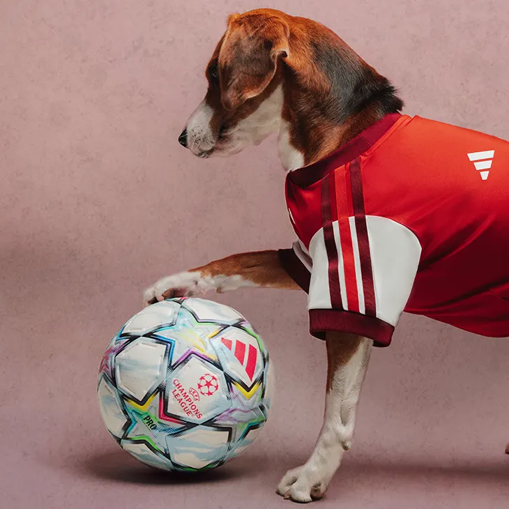 Celebrity Pet Fashion Brands Move Beyond Basics