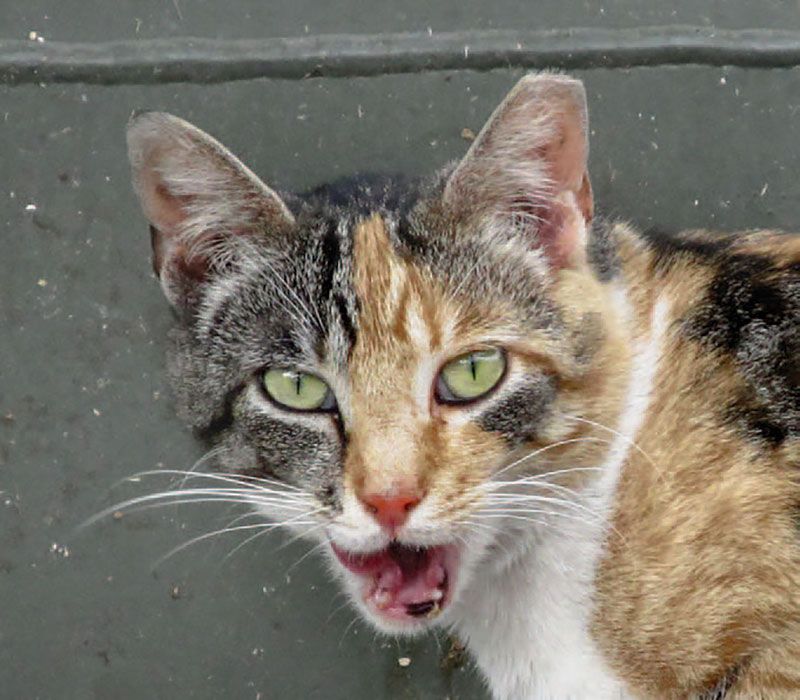 Why Stray Cats Have Clipped Ears—and Why It Matters
