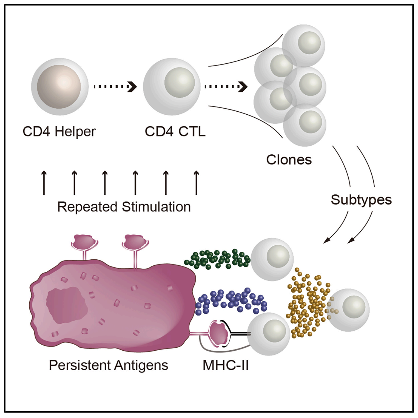 The Immune Cell Secret Centenarians Have for Healthy Aging