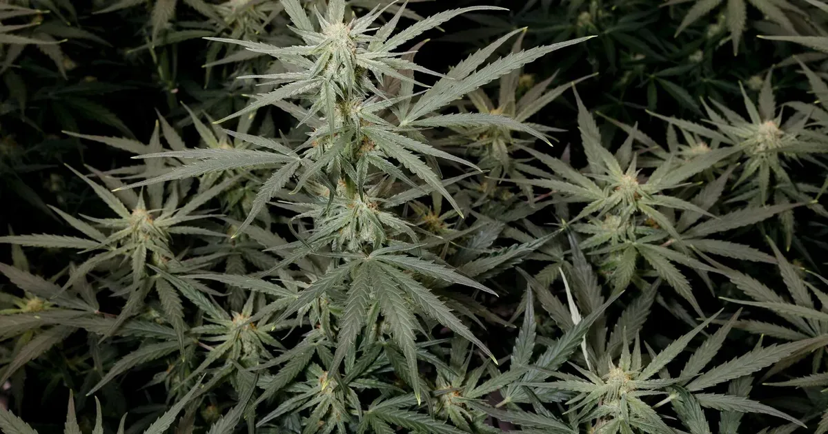 THC Tinggi, Risiko Tinggi: Mengapa Ketagihan Ganja Meningkat Begitu Cepat
