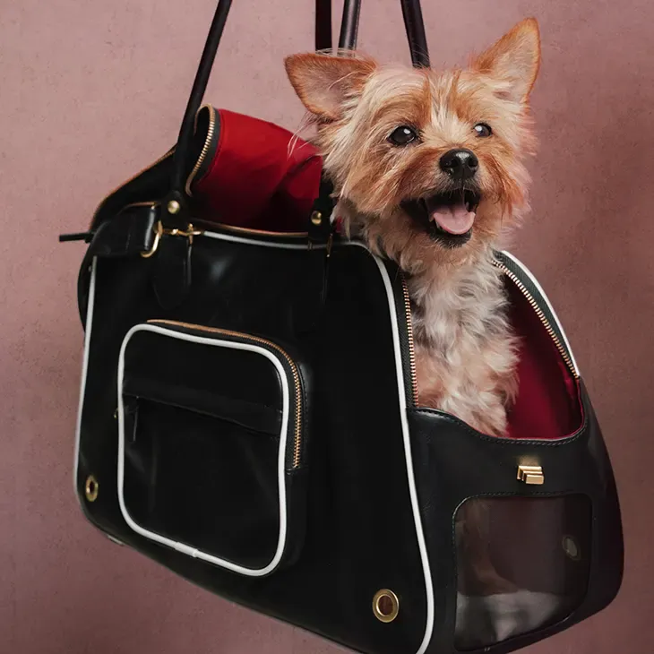 From Rescue Collaborations to Sports Jerseys: How Pet Fashion Brands Are Going Mainstream