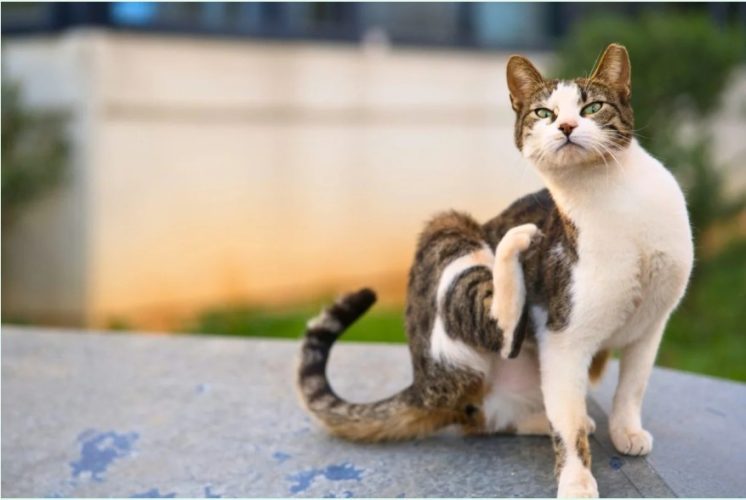 Why Stray Cats Have Clipped Ears—and Why It Matters