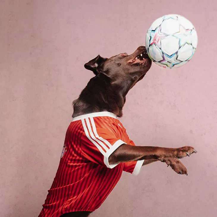 Celebrity Pet Fashion Brands Move Beyond Basics