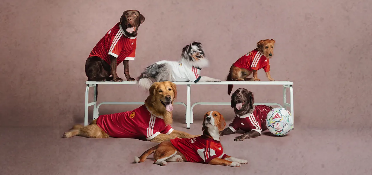 Celebrity Pet Fashion Brands Move Beyond Basics
