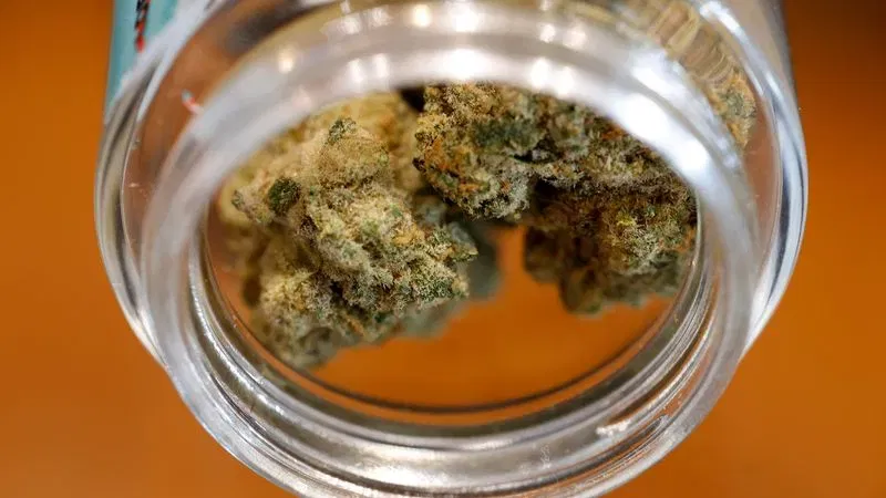 THC Tinggi, Risiko Tinggi: Mengapa Ketagihan Ganja Meningkat Begitu Cepat