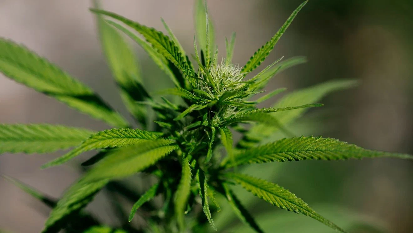 Why Cannabis Addiction Is Climbing Faster Than Expected