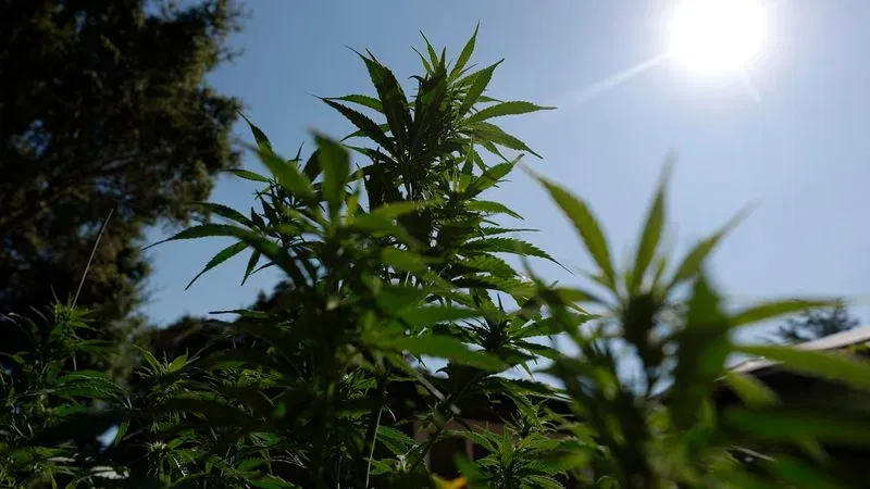THC Tinggi, Risiko Tinggi: Mengapa Ketagihan Ganja Meningkat Begitu Cepat