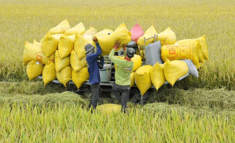 Gạo Việt: từ giá rẻ đến thương hiệu cao cấp