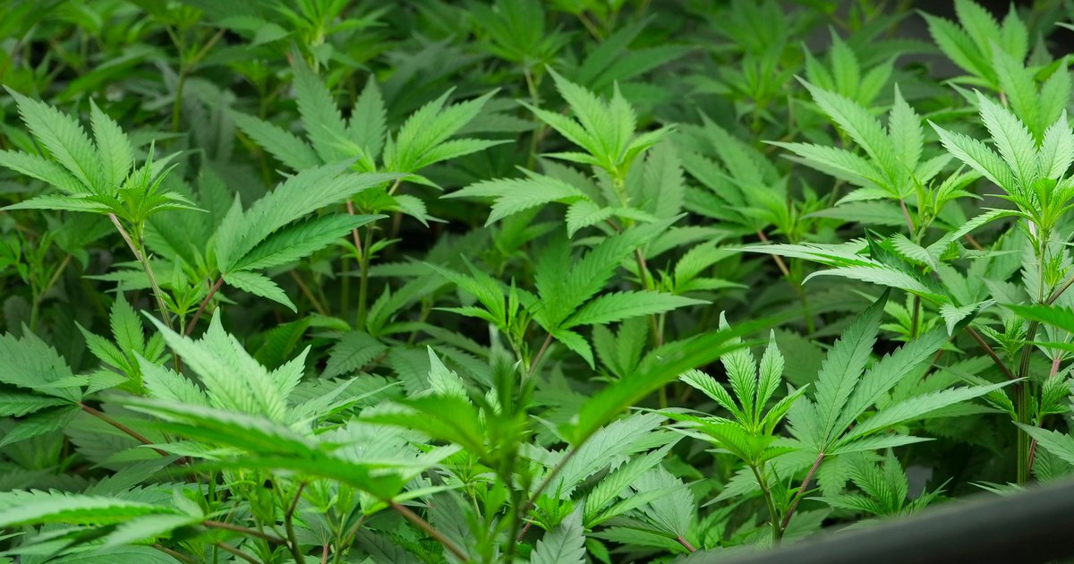 THC Tinggi, Risiko Tinggi: Mengapa Ketagihan Ganja Meningkat Begitu Cepat