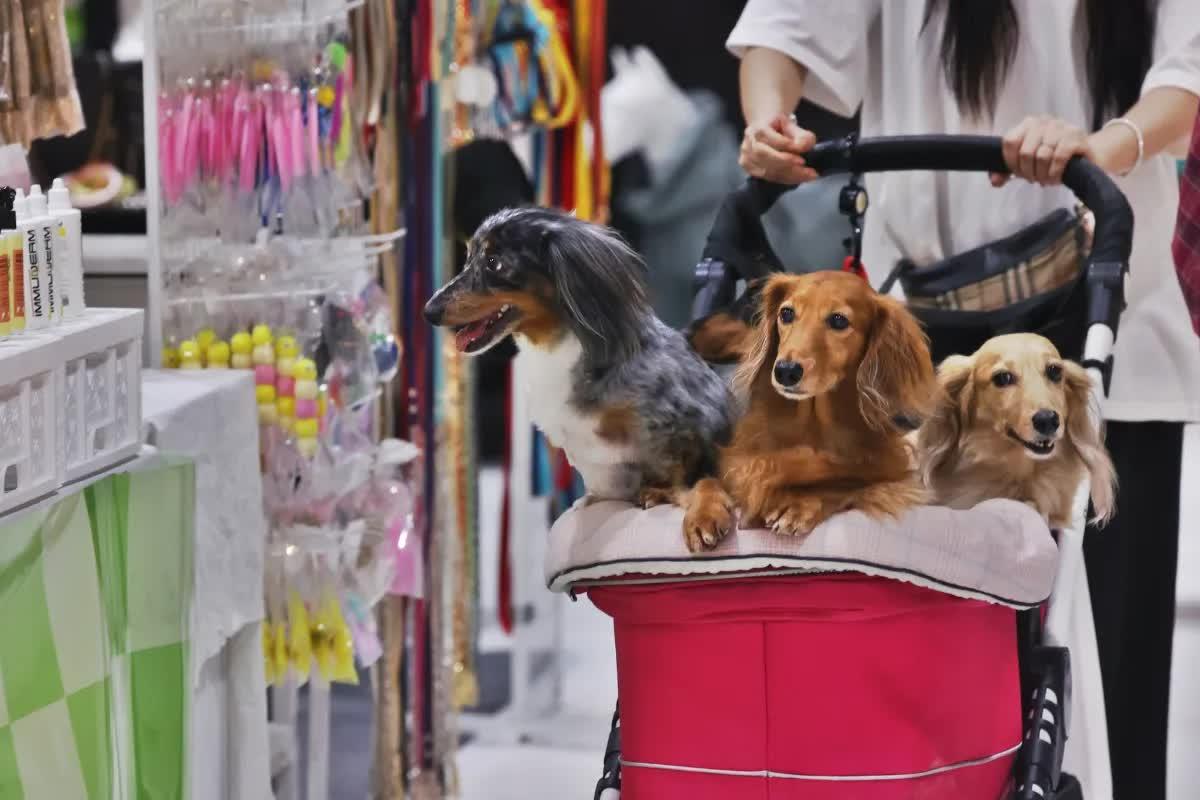 Xuất khẩu thú cưng: Hồ sơ và kiểm tra chuyên ngành cần biết