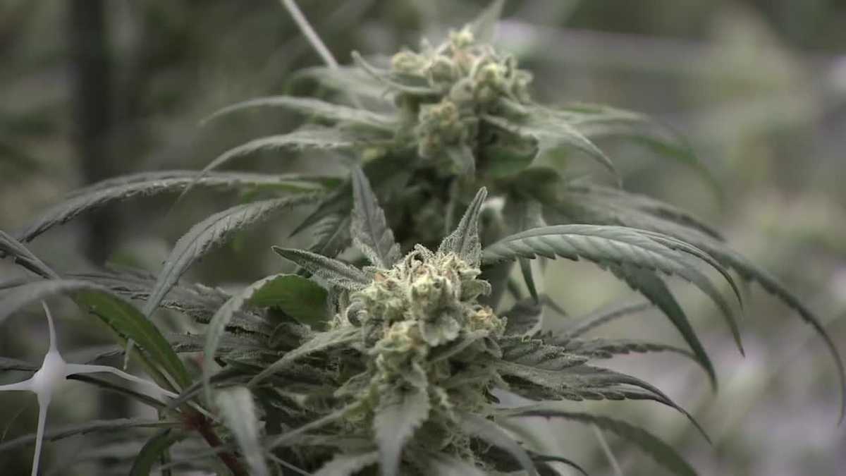 High-Potency Cannabis Is Rewriting the Addiction Risk