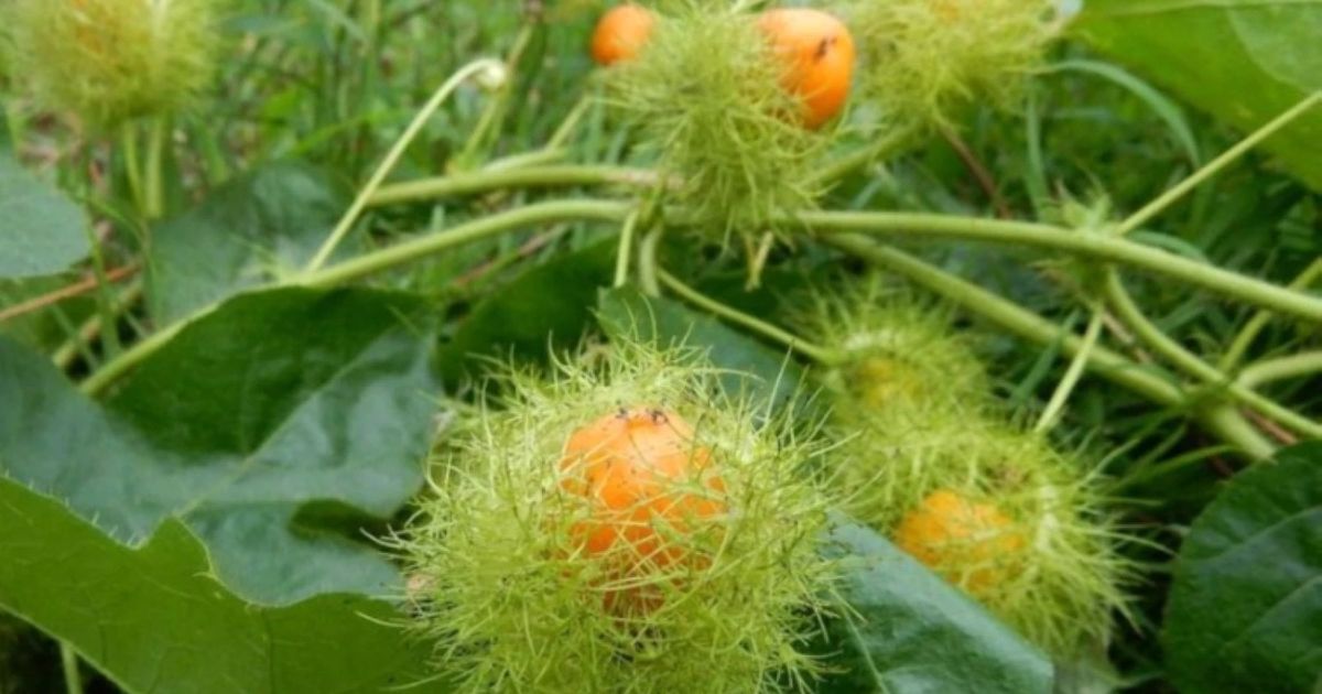 5 thức uống tự nhiên giúp giảm căng thẳng và ngủ ngon hơn