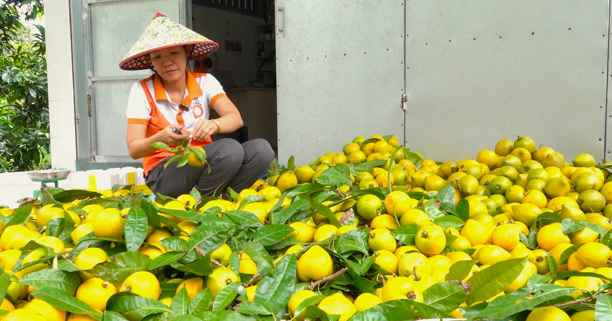 Thế hệ trẻ biến nông sản bị lãng quên thành giá trị mới