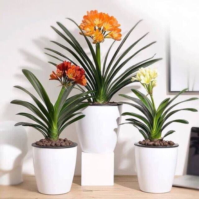 3 loại cây cảnh nên trồng tháng 7 âm lịch để hút tài lộc
