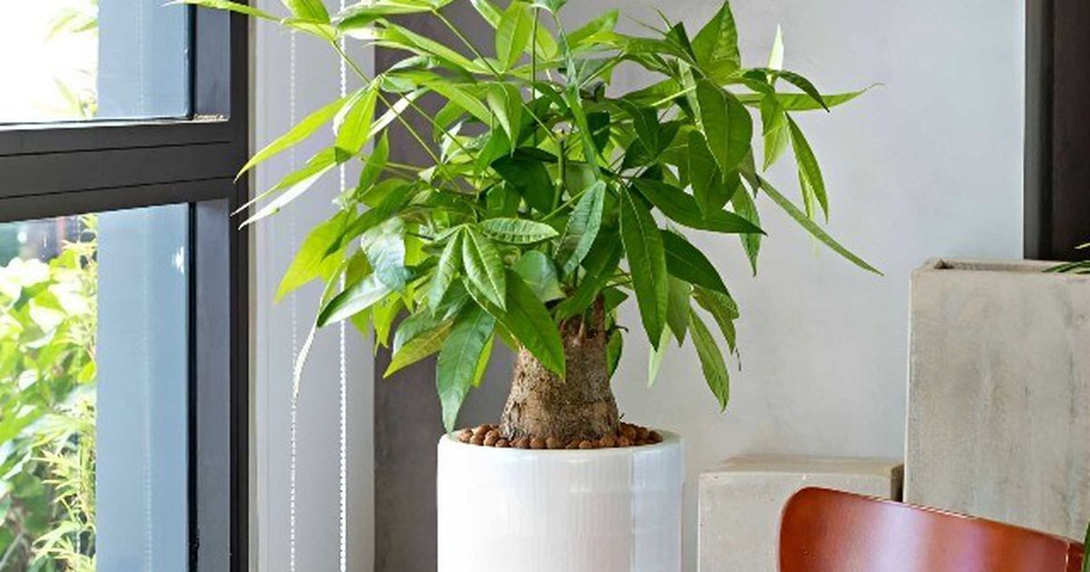 12 Con Giáp Nên Trồng Loại Cây Nào Để Tăng Tài Lộc và Năng Lực Làm Việc