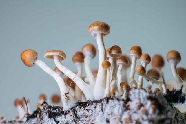 Psikedelik Klinikal: Bagaimana Psilocybin dan MDMA Mengubah Rawatan Kesihatan Mental