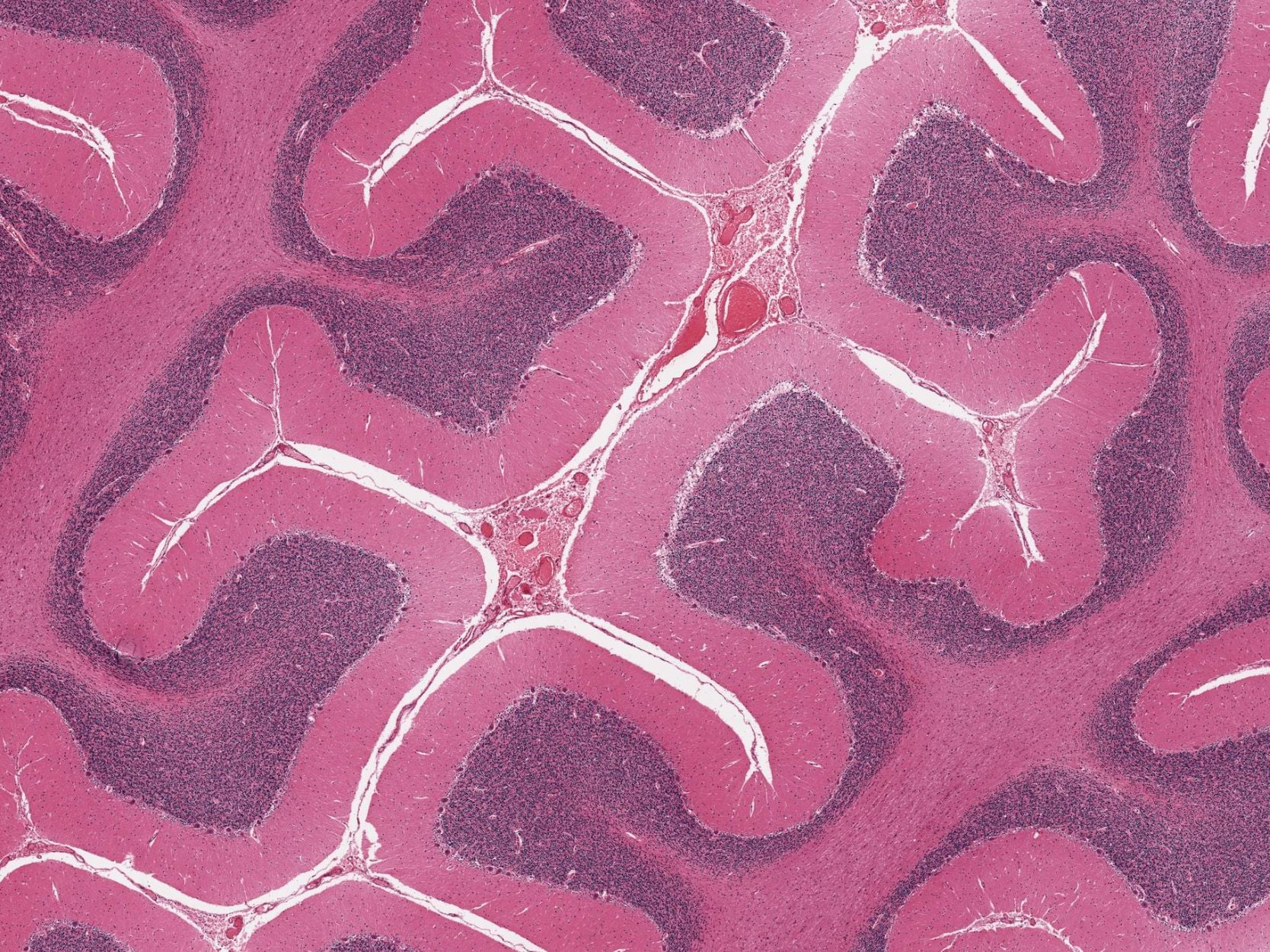 Usia Biologis Organ: Darah Anda Sedang ‘Membocorkan’ Rahsia Penuaan