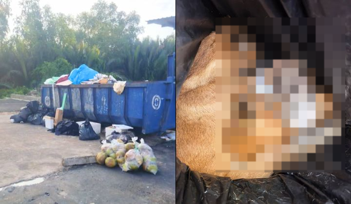 Keselamatan Anjing Peliharaan: Ancaman Tersembunyi Yang Pemilik Tak Boleh Abaikan