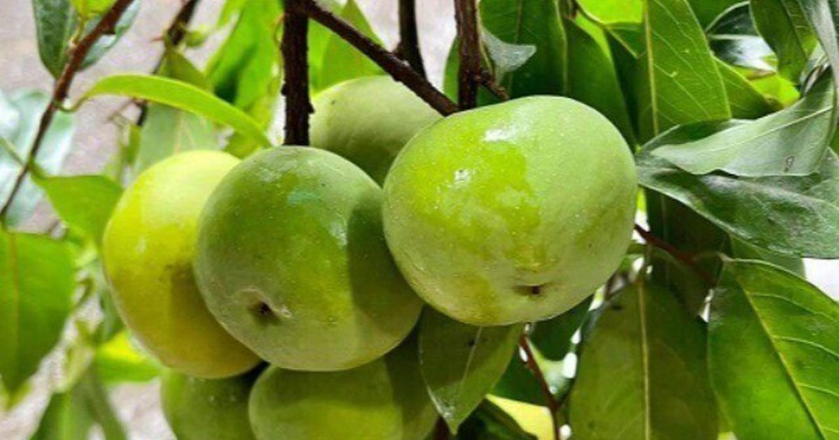 5 loại cây truyền thống quen thuộc hỗ trợ sức khỏe