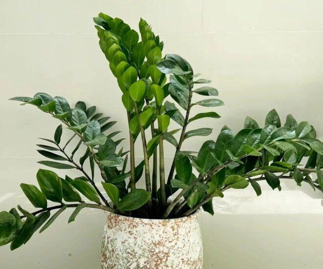 12 Con Giáp Nên Trồng Loại Cây Nào Để Tăng Tài Lộc và Năng Lực Làm Việc