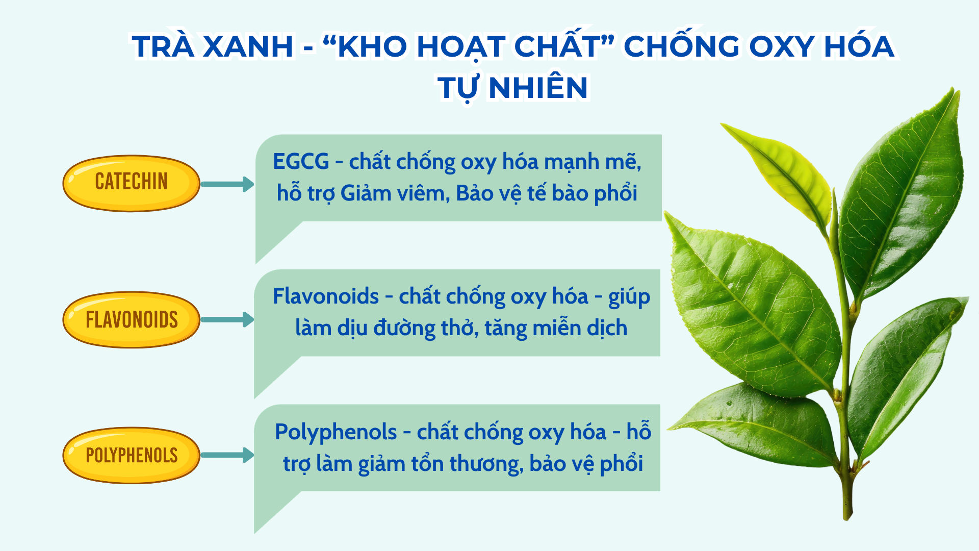 Trà xanh có làm sạch phổi hay chỉ là niềm tin đẹp?