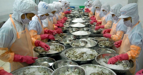 Thuế bổ sung 12,5% đẩy tôm Việt Nam vào thế yếu tại Mỹ
