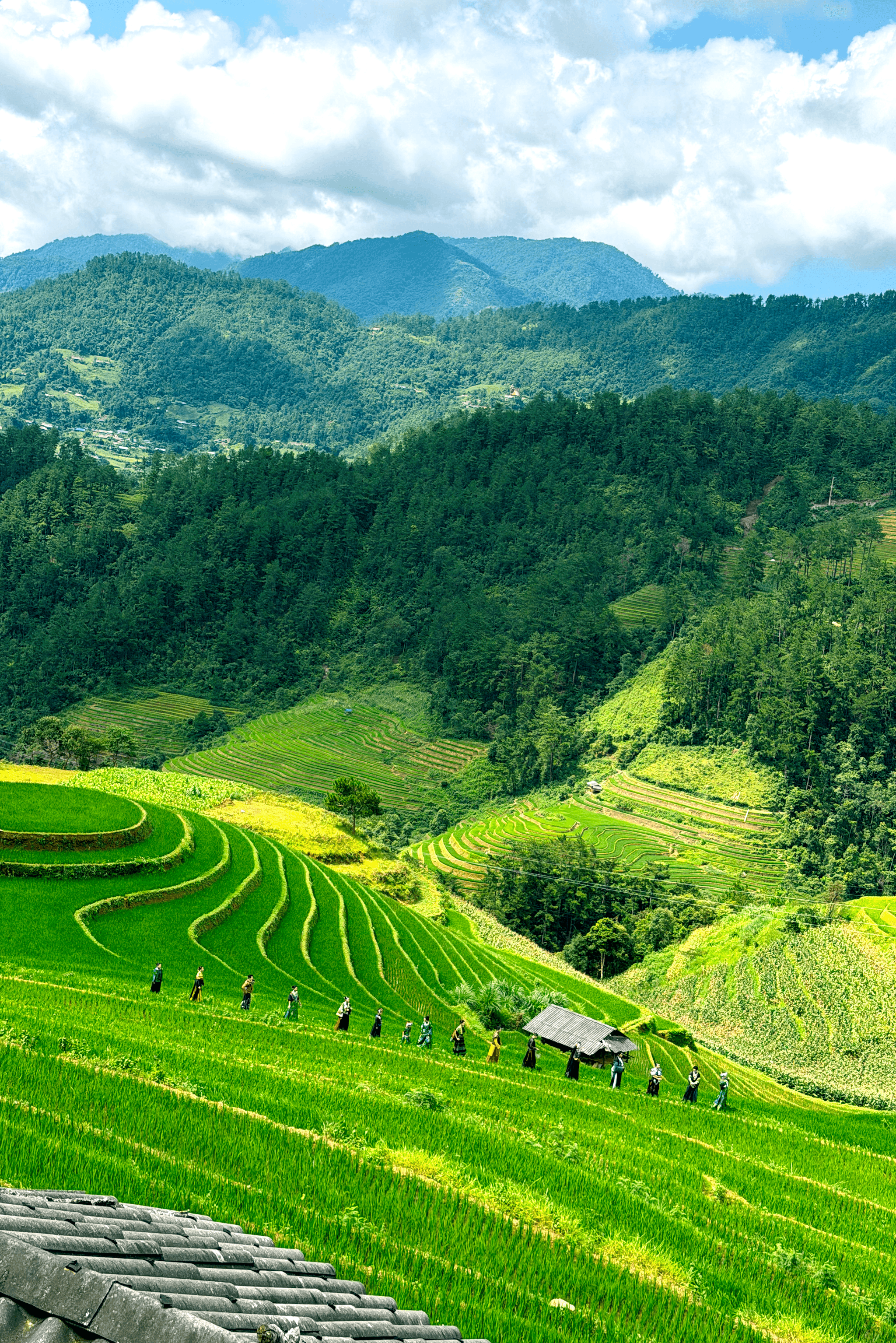 Ruộng bậc thang Mù Cang Chải trở thành sàn diễn thời trang