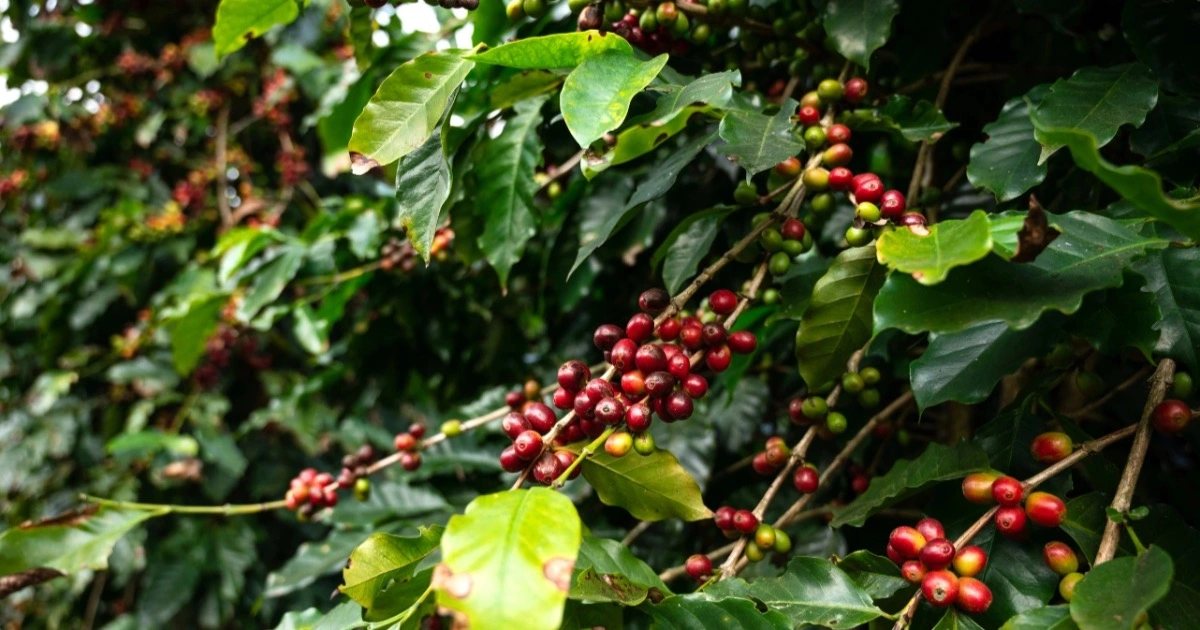 Mưa lớn Brazil đẩy giá arabica cao và rung lắc chuỗi cung ứng cà phê