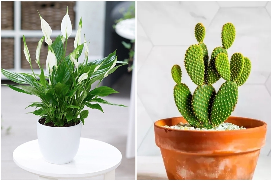 5 loại cây cảnh trong nhà vừa đẹp mắt vừa hút ẩm, khử mùi
