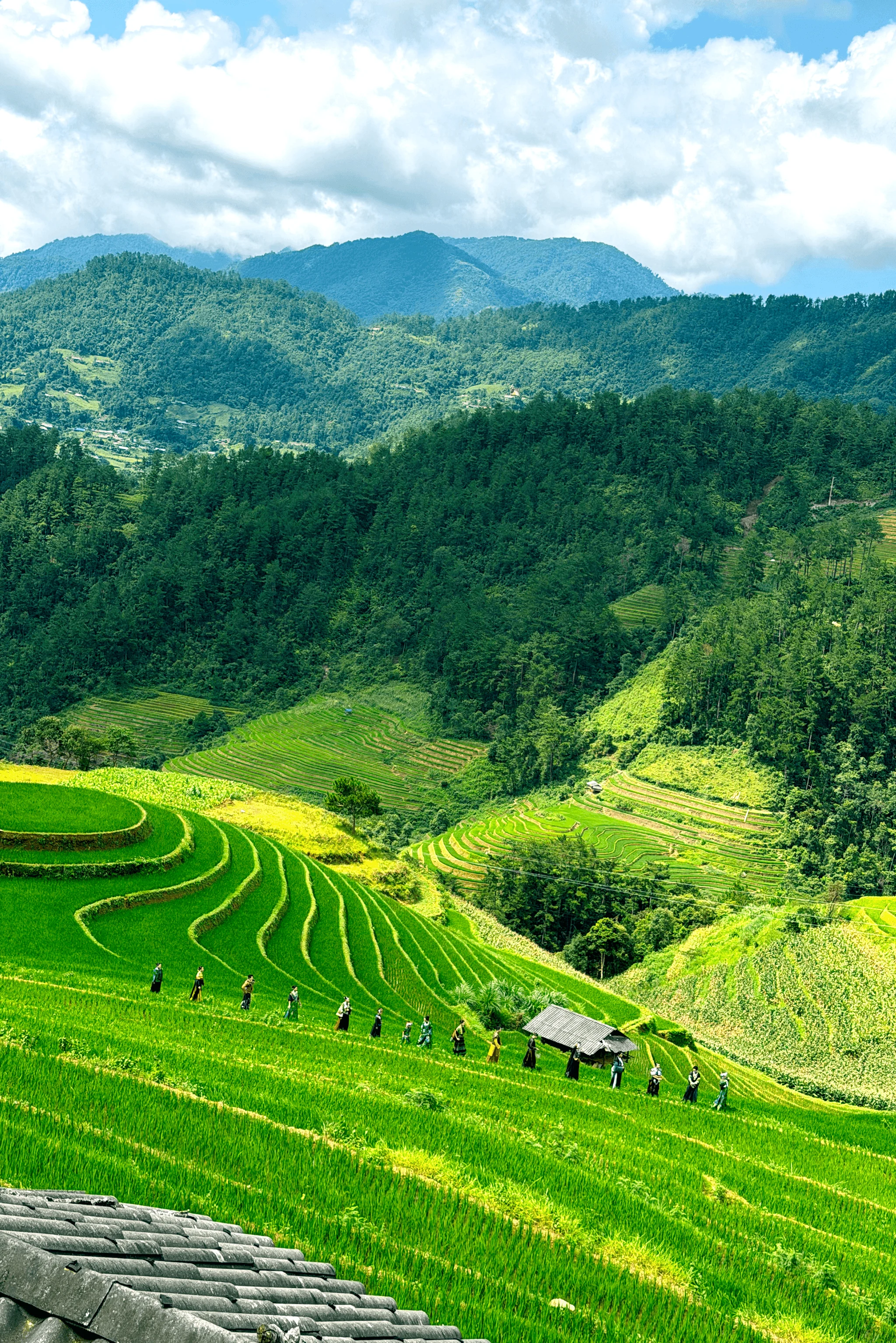 Sàn diễn thời trang giữa ruộng bậc thang Mù Cang Chải
