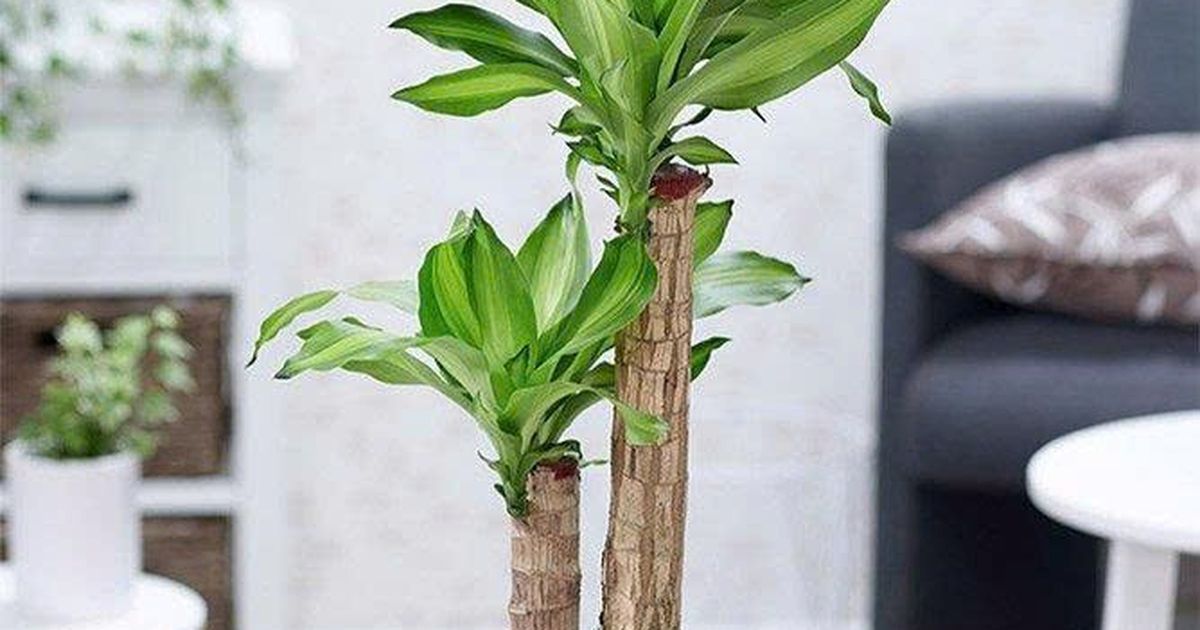 Chọn cây phong thủy 12 con giáp cho góc làm việc tập trung