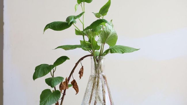 Trồng rau mồng tơi trong chậu nhỏ trên ban công
