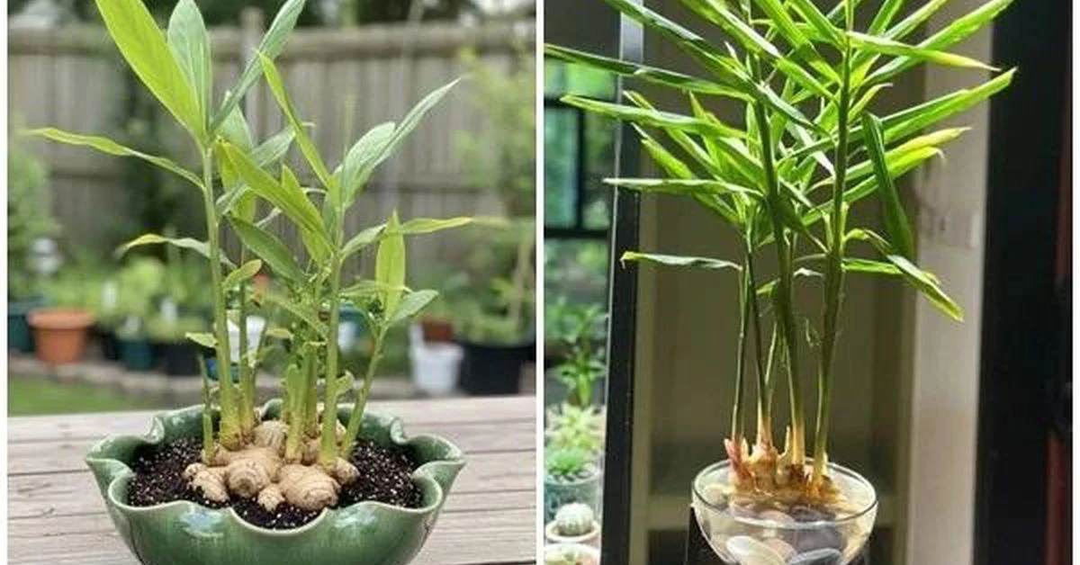 5 loại cây truyền thống quen thuộc hỗ trợ sức khỏe