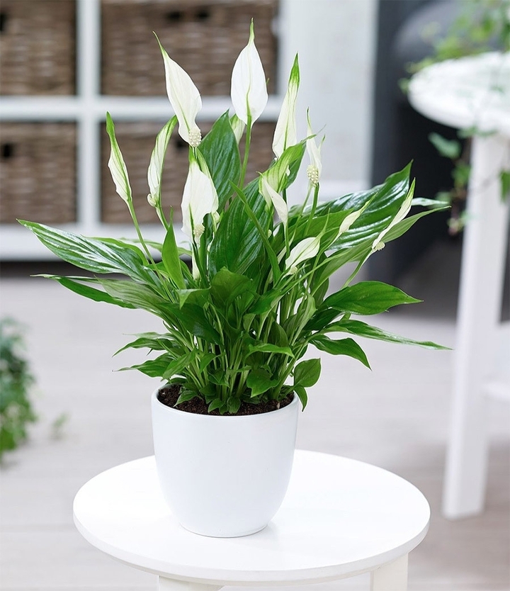 5 loại cây cảnh trong nhà vừa đẹp mắt vừa hút ẩm, khử mùi