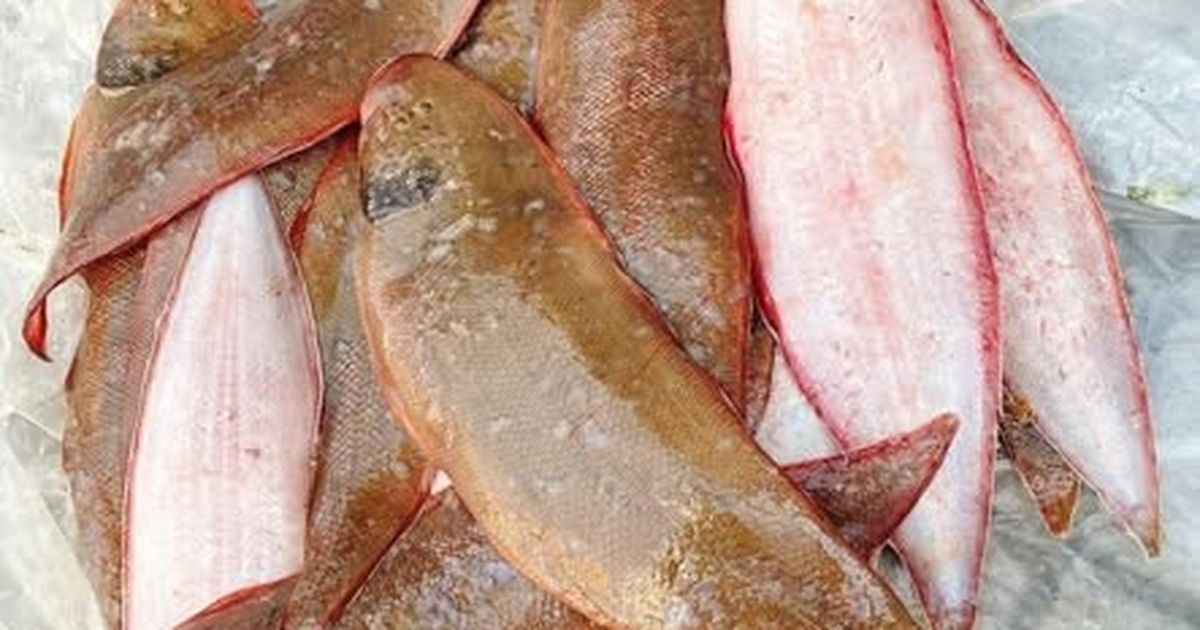 Cá bơn và cá bống đá: Hai lựa chọn giàu protein cho xương chắc, miễn dịch khỏe