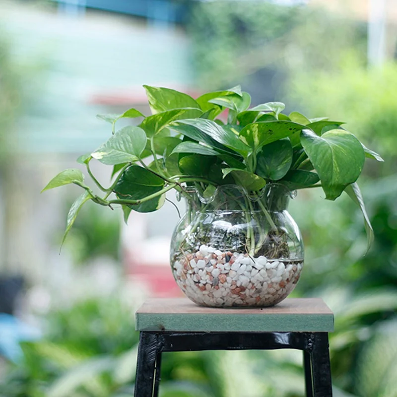 Đặt cây phong thủy đúng vị trí với hoa giấy và Trầu Bà