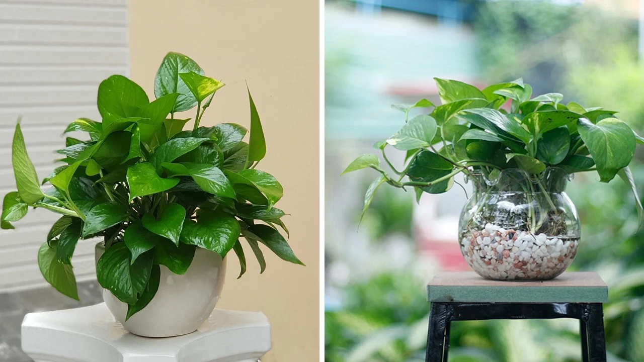 Đặt cây phong thủy đúng vị trí với hoa giấy và Trầu Bà