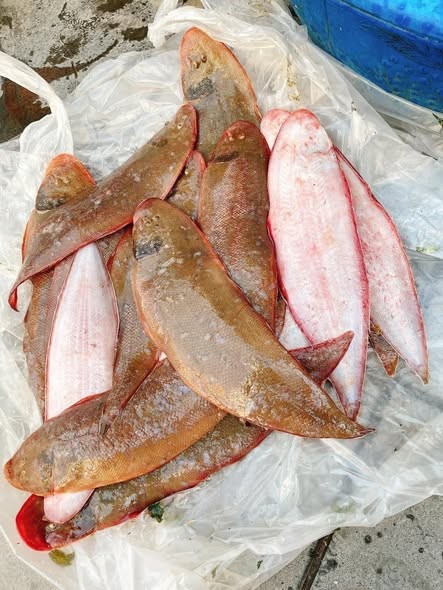 Cá bơn và cá bống đá: Hai lựa chọn giàu protein cho xương chắc, miễn dịch khỏe
